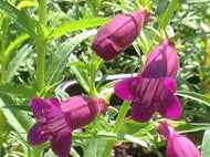 Penstemon x mexicali 'Pike's Peak Purple' (1 qt) | Pikes Peak Purple Penstemon (1 qt)
