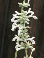 Salvia farinacea 'Augusta Duelberg' (1 qt) | Augusta Duelberg Mealy Cup Sage (1 qt)