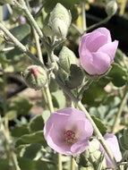 Malacothamnus fremontii (1 qt) | Fremont's Bush Mallow (1 qt)