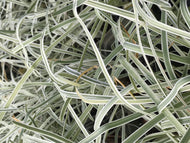 Tulbaghia violacea tricolor (1 qt) | Variegated Society Garlic (1 qt)