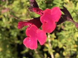 Salvia greggii 'Furman's Red' (1 qt) | Furman's Red Texas Sage (1 qt)