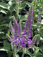 Veronica longifolia 'First Match' (1 qt) | First Match Speedwell (1 qt)
