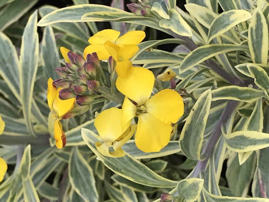 Erysimum linifolium 'Variegatum' (1 qt) | Variegated Wallflower (1 qt)