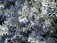 Westringia fruticosa 'Smokey' (1 qt) | Smokey Coast Rosemary (1 qt)