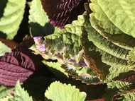 Perilla frutescens 'Britton' (4