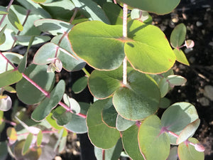 Eucalyptus cineria (1 qt) | Silver Dollar Tree (1 qt)
