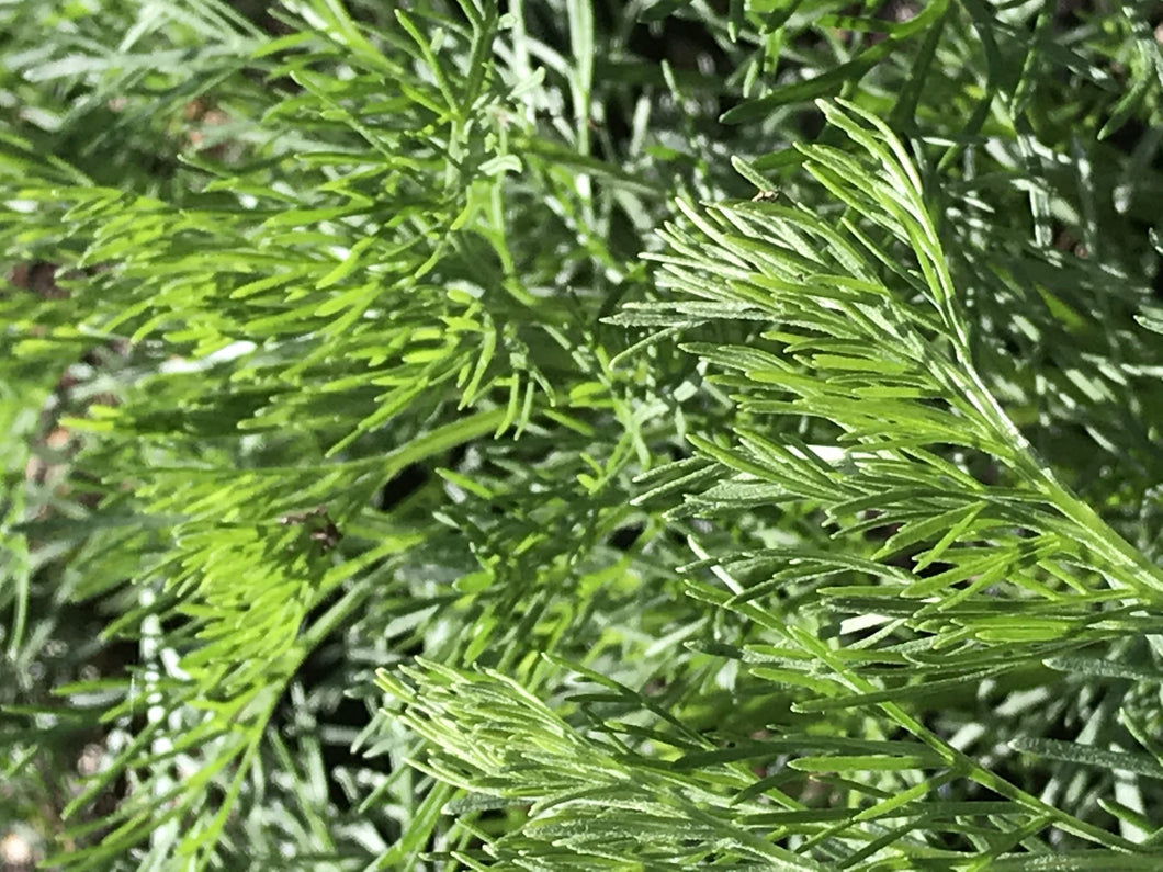 Artemisia abrotanum 'Cola' (1 qt) | Cola Plant (1 qt)