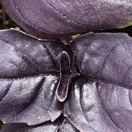 Ocimum basilicum 'Amethyst' (3.5