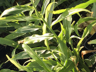Zingiber officinale (1 qt) | Ginger Root (1 qt)