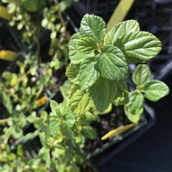 Ceanothus griseus horizontalis 'Yankee Point' (1 qt) | Yankee Point Ceanothus (1 qt)