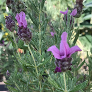 Lavandula stoechas 'Javelin Forte Deep Rose' (4