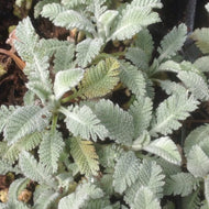Tanacetum densum ssp amani (4