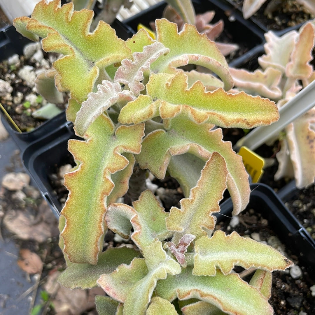 Kalanchoe beharensis 'Minima' (4