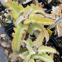 Load image into Gallery viewer, Kalanchoe beharensis &#39;Minima&#39; (1 qt) | Small Elephant Ear (1 qt)
