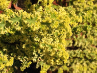 Pelargonium crispum 'Golden Lemon' (4