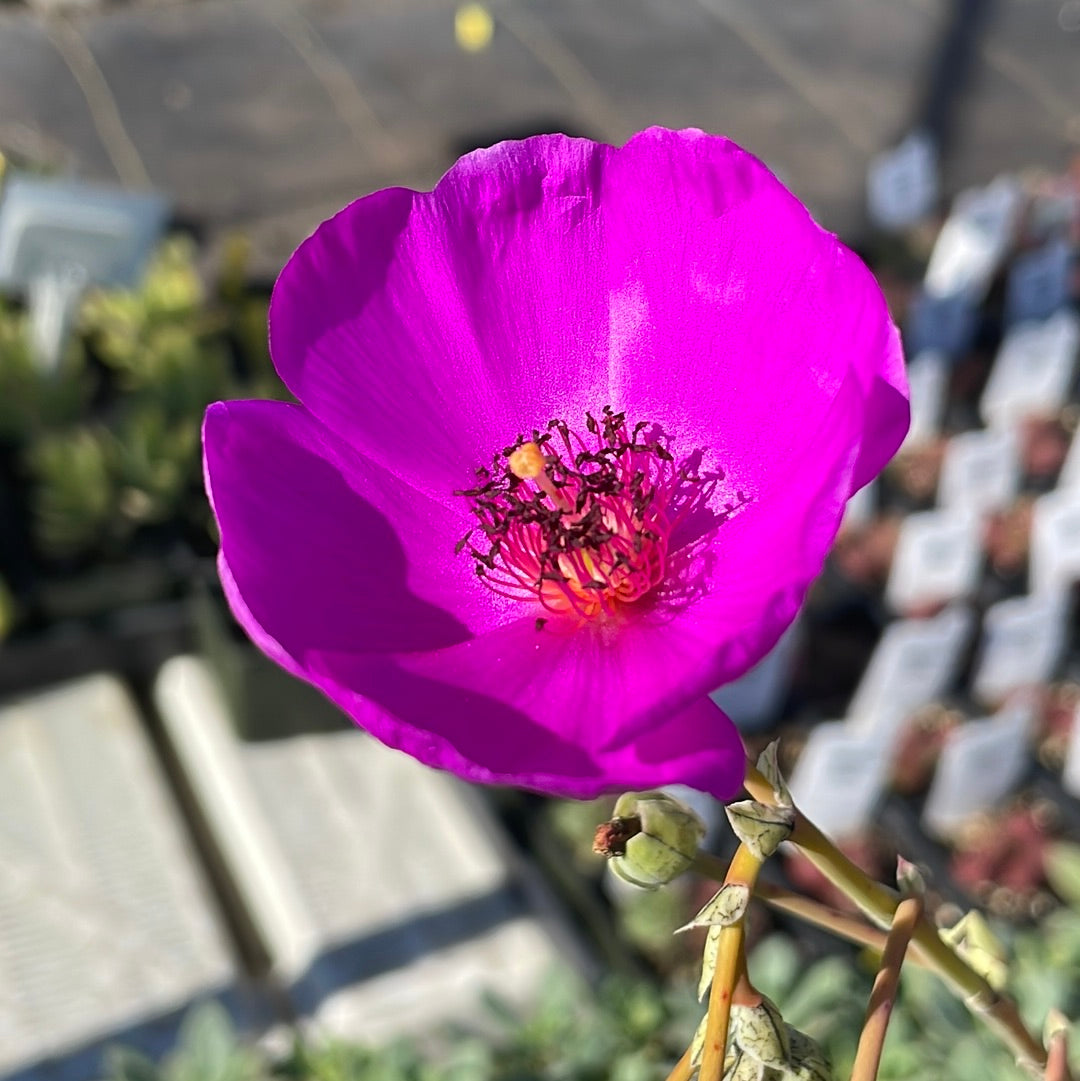 Calandrinia spectabilis (4