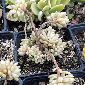 leather petal succulent Graptopetalum glassii (4")