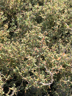 Thymus fragrantissimus (4