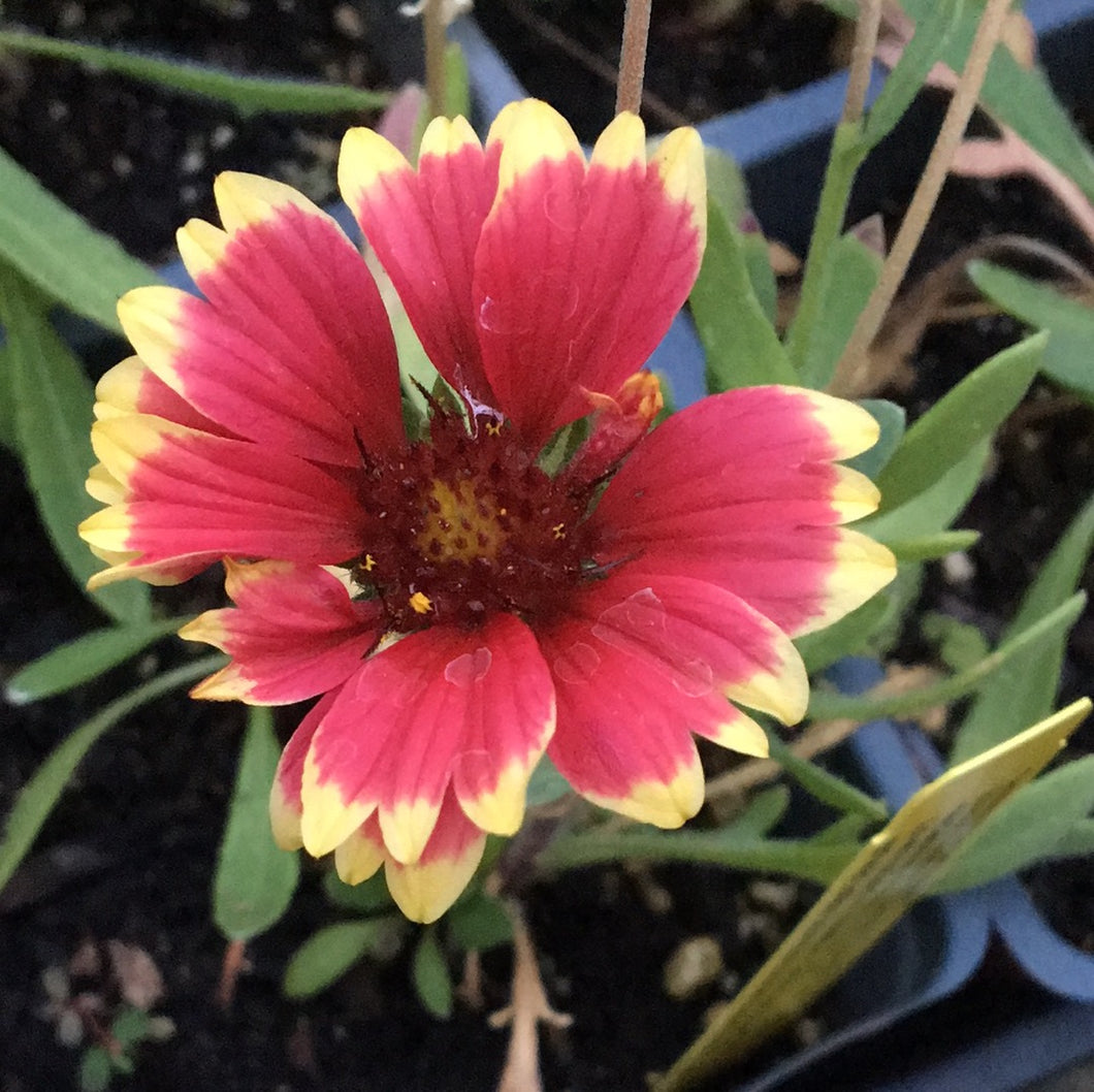 Gaillardia 'Sunset Snappy' | Sunset Snappy Blanketflower