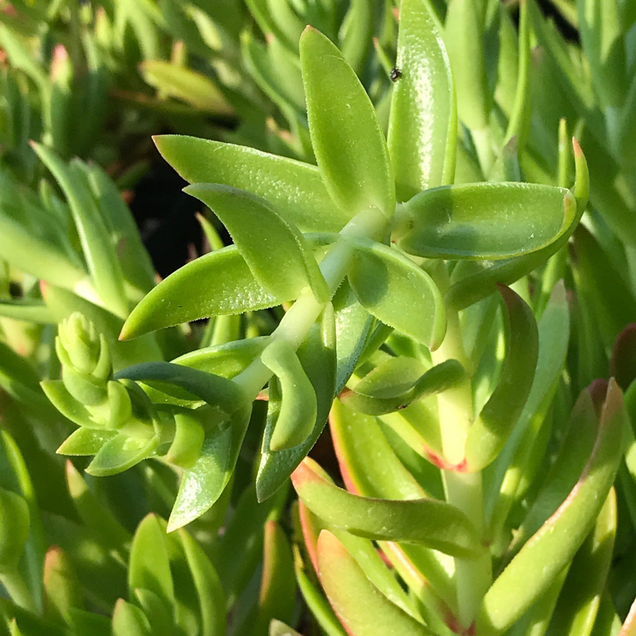 succulent campfire plant Crassula capitella 'Campfire' (1 qt)