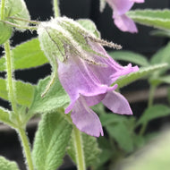 Lepechinia fragrans (1 qt) | Fragrant Pitcher Sage (1 qt)