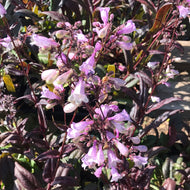 Penstemon parryi 'Blackbeard' (1 qt) | Blackbeard Beardtongue (1 qt)