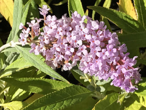 Buddleia davidii 'Pink Charming' (1 qt) | Pink Charming Butterfly Bush (1 qt)
