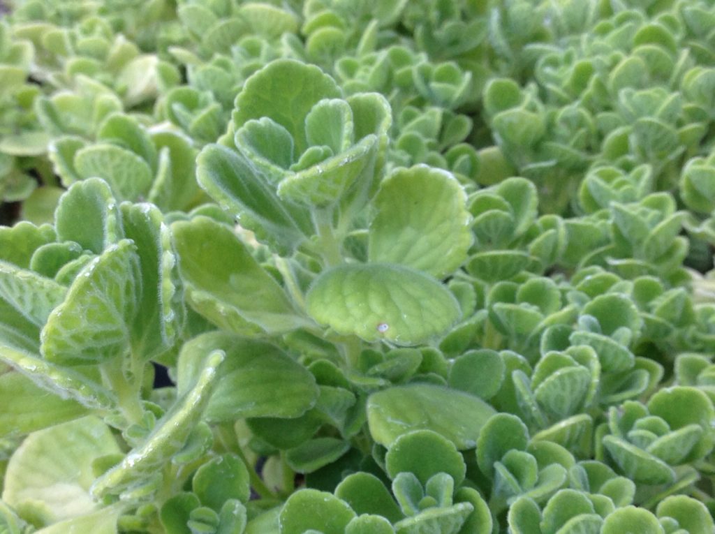 succulent oregano Plectranthus amboinicus (4")