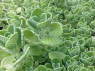 Plectranthus amboinicus (4