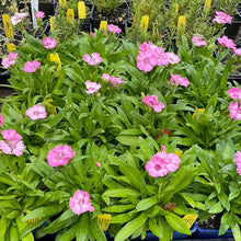 Load image into Gallery viewer, Dianthus &#39;Telstar Pink&#39; | Telstar Pink Pinks
