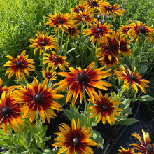 Load image into Gallery viewer, Echibeckia &#39;Summerina Blazing Fire&#39; | Blazing Fire Echibeckia
