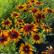 Echibeckia 'Summerina Blazing Fire' (1 qt) | Blazing Fire Echibeckia (1 qt)
