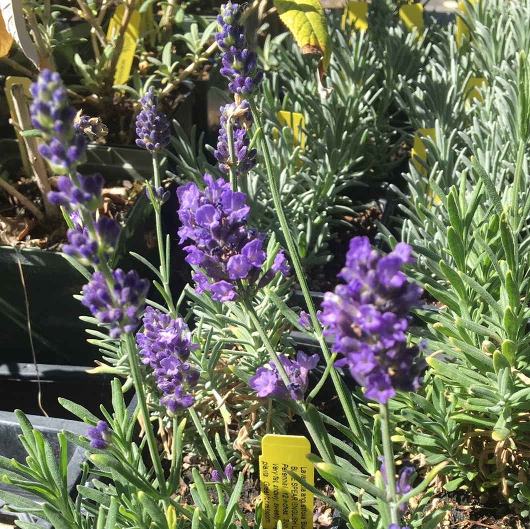 Lavandula angustifolia 'Blue Spear' | Blue Spear Lavender