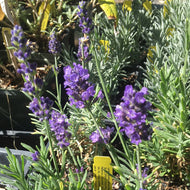 Lavandula angustifolia 'Blue Spear' (4