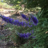Vitex agnus-castus (4