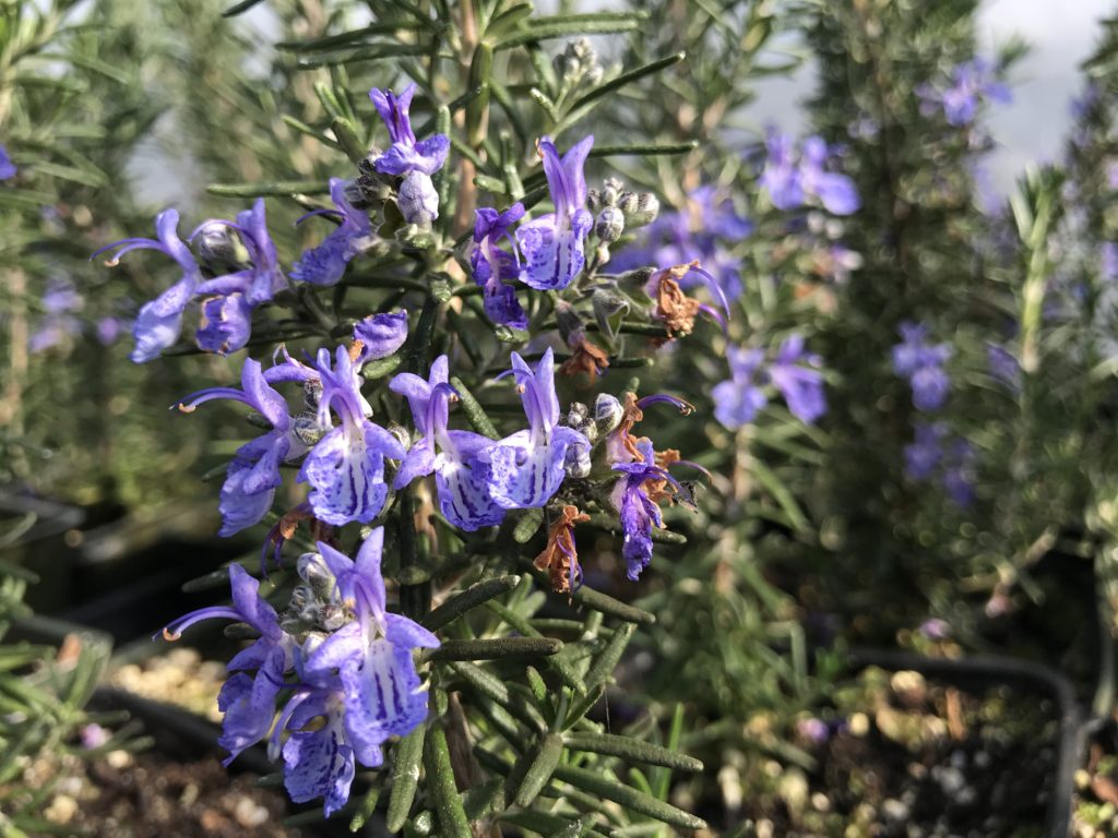 Rosmarinus officinalis 'Blue Lagoon' | Blue Lagoon Rosemary