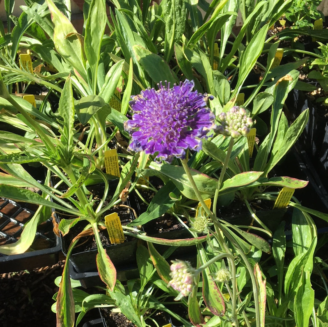 Scabiosa caucasica 'Fama Deep Blue' (1 qt) | Fama Deep Blue Pincushion Flower (1 qt)