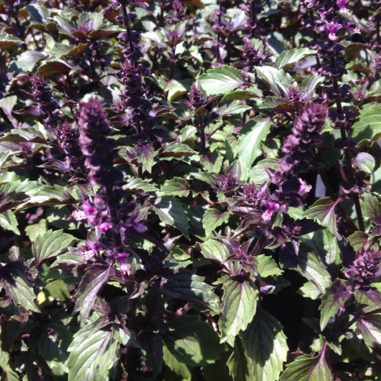 Ocimum basilicum 'Wild Magic' Basil Fairytale Wild Magic Morningsun