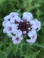 Verbena lilacina 'Paseo Rancho' (1 qt) | Pink Cedros Island Verbena (1 qt)