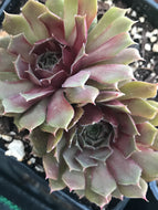 Sempervivum 'Royal Ruby' (4