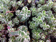 Sedum spurium 'Variegata' (4