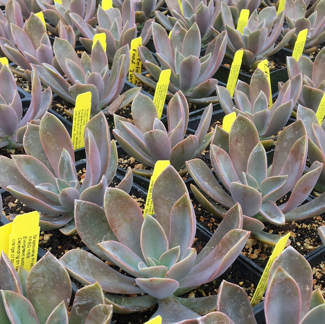 succulents fred ives Graptoveria 'Fred Ives' (4")