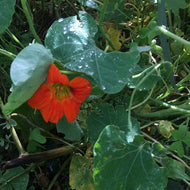 Tropaeolum majus (3.5