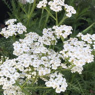 Achillea millefolium 'New Vintage White' (1 qt) | New Vintage White Yarrow (1 qt)