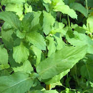 Mentha spicata var. crispa 'Persian Mint' (4