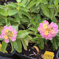 Lantana 'Havana Sunrise' | Havana Sunrise Lantana