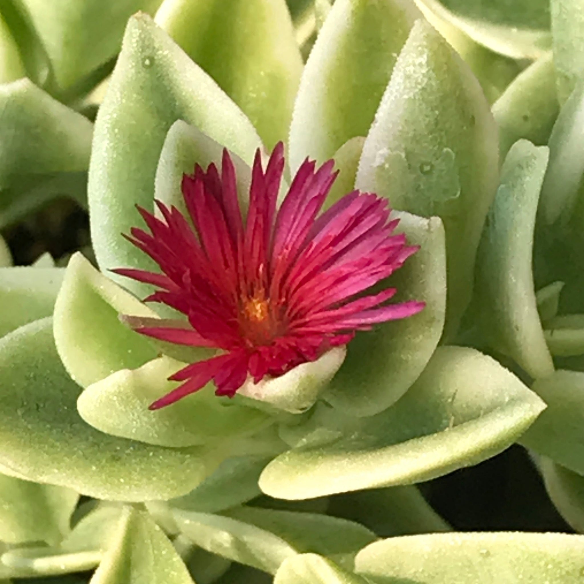variegated ice plant succulent Aptenia cordifolia 'Variegata' (4")