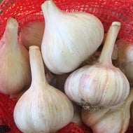 Territorial's Garlic Premium Northern White