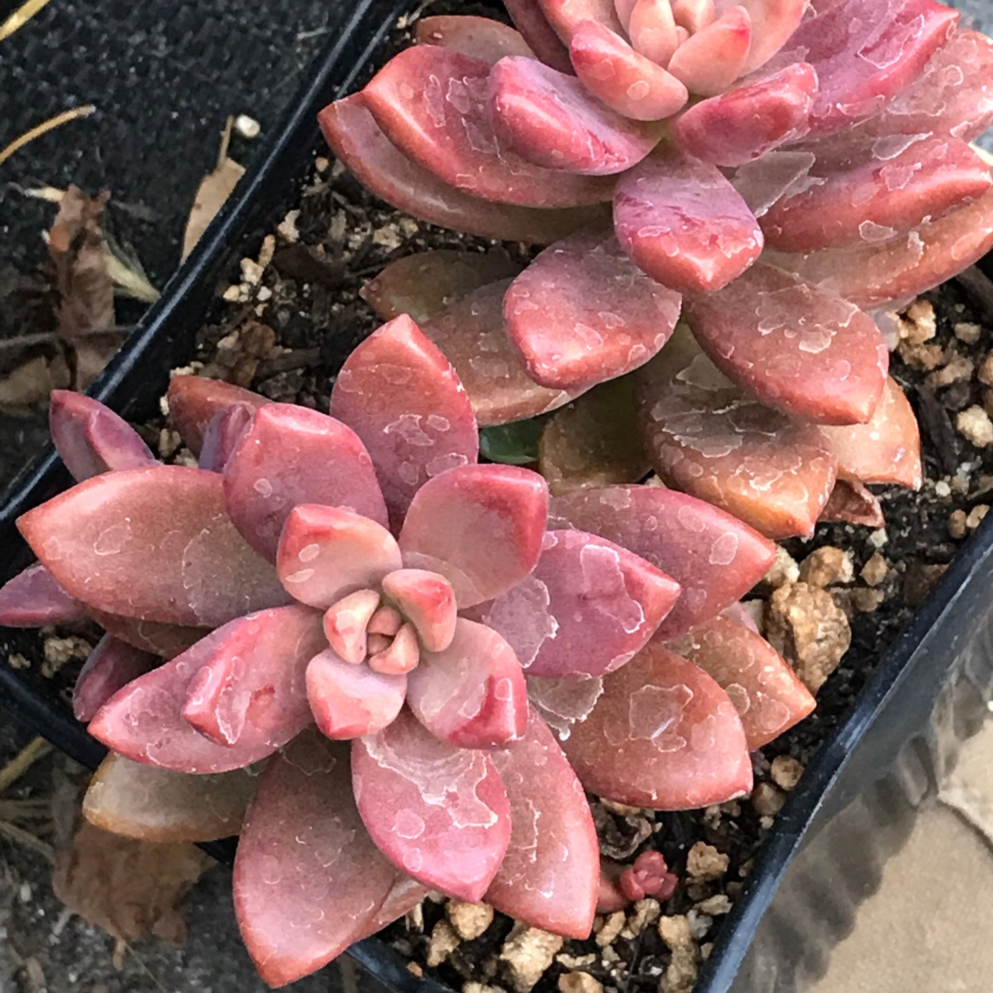 vera higgins succulent Graptosedum 'Vera Higgins' (1 qt)