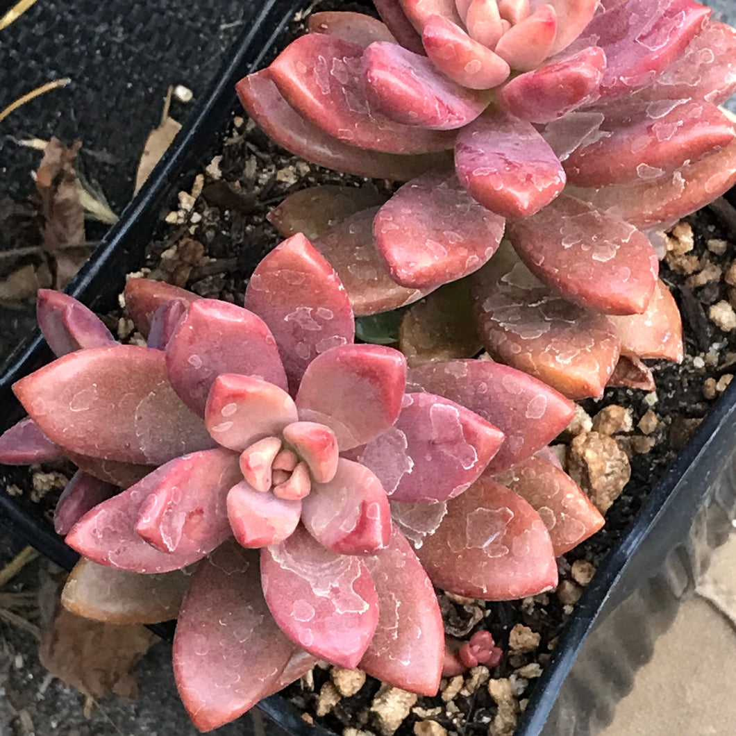 vera higgins succulent care Graptosedum 'Vera Higgins' (1 qt)